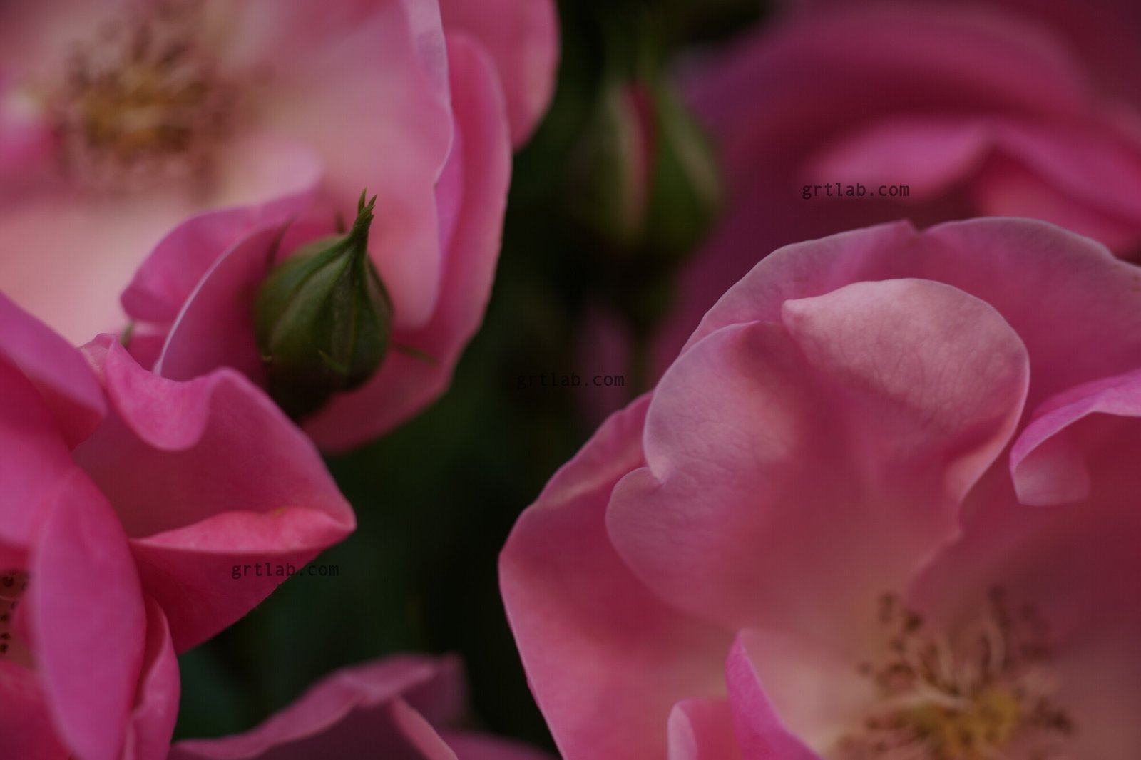 CANON NEW MACRO FD 100mm F4.0 オールドレンズ撮って出し！寄れるボケ