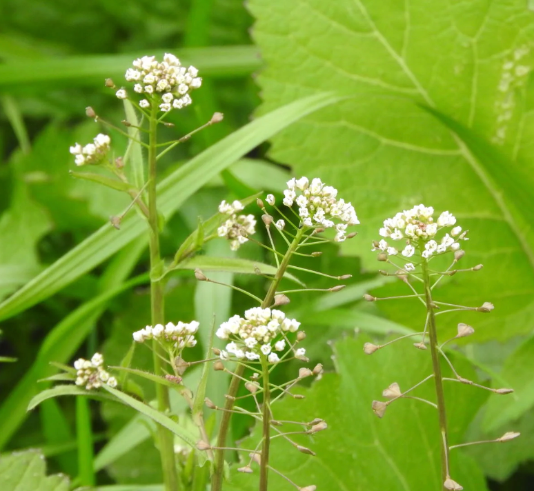 ぺんぺん草 | しあわせにできるから