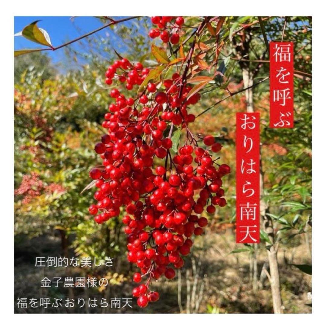 ⚠️専用品⚠️ おりはら南天使用！ 南天 玉 自然素材のみ お正月飾り